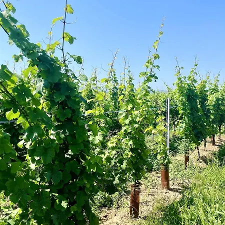 Le Cocon Des Rêves Neuf Avec Terrasse Et Parking Wintzenheim