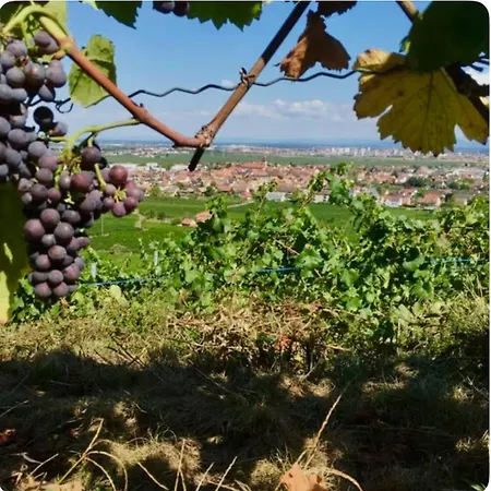 Apartamento Le Cocon Des Rêves Neuf Avec Terrasse Et Parking